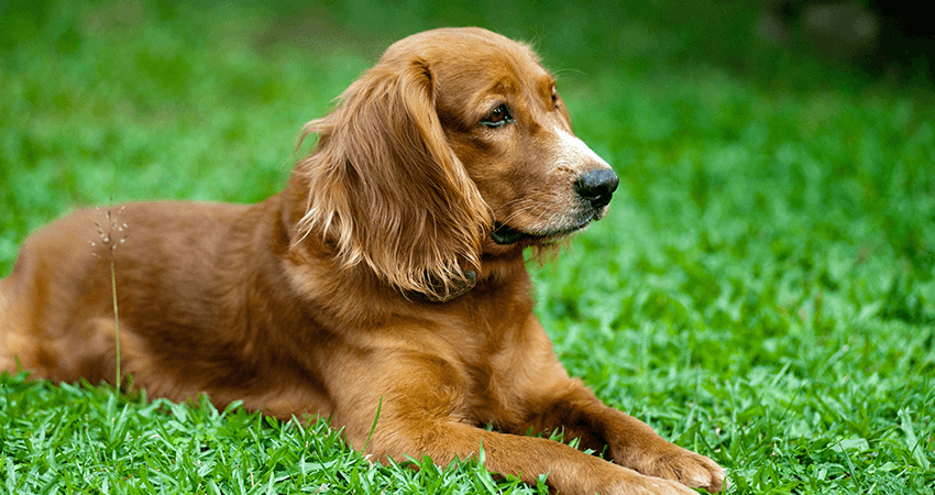 Golden Retriever puppy