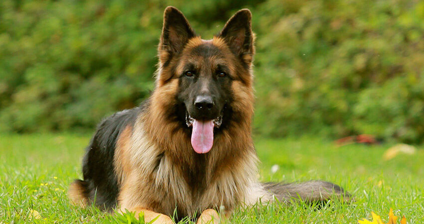 German Shepherd Female