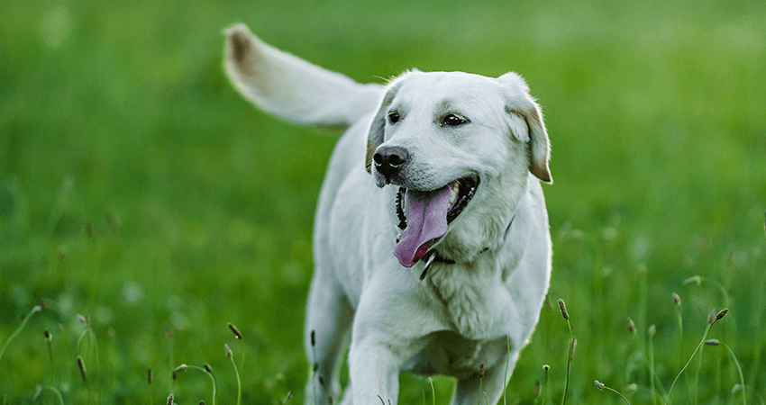 Golden Retriever puppy