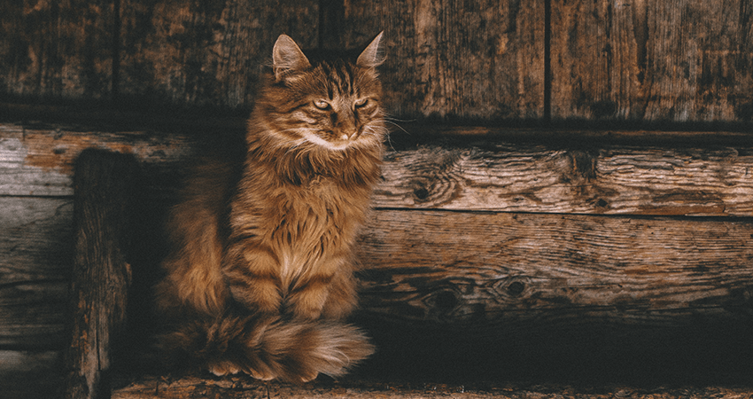 Adorable Persian Kitten