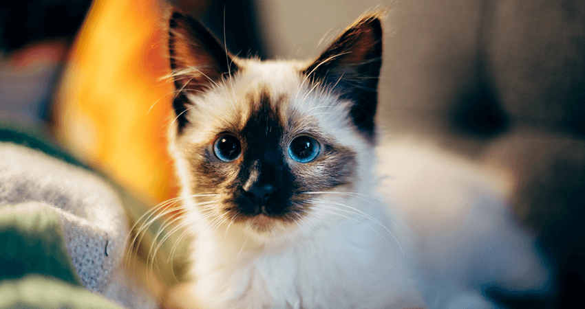 Breeder Ragdolls White cat