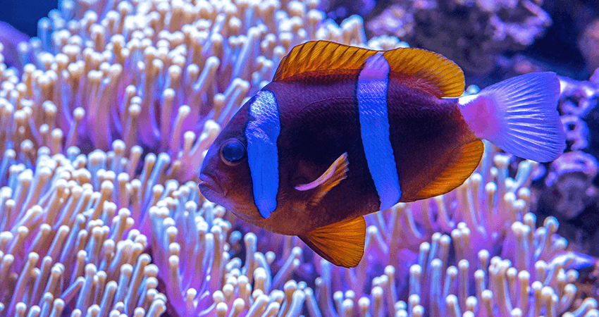 Blue and Pink Tang Fish