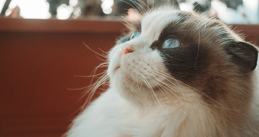 Breeder Ragdolls White cat