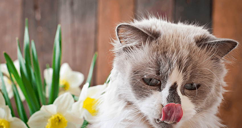 Breeder Ragdolls White cat