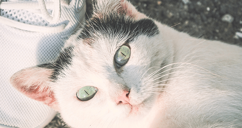 Adorable Persian Kitten