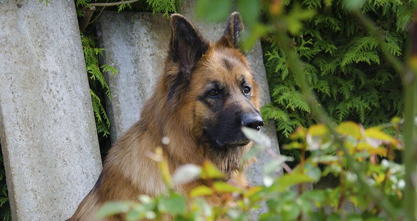 German Shepherd Female